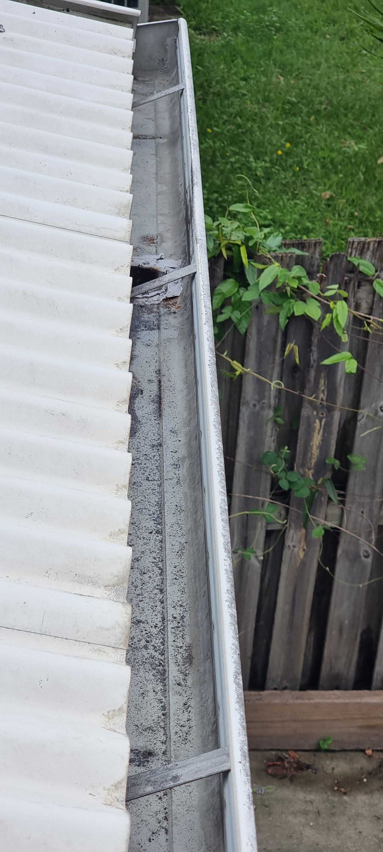 Damaged gutter with a hole and debris next to white siding, wooden fence with climbing vines and green grass visible