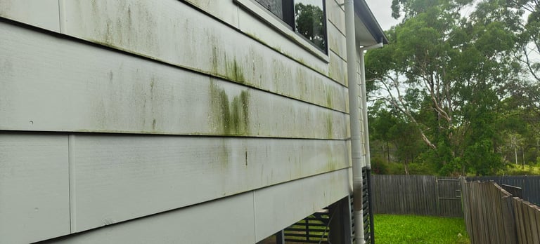 Side view of a white house with green mold stains on siding, wooden fence, and backyard lawn with trees
